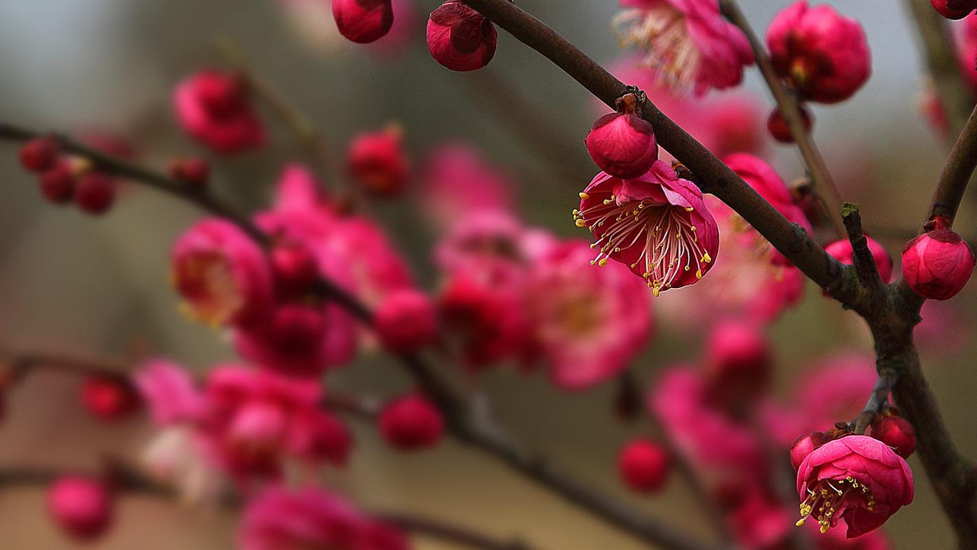 梅花的特点，梅花图片