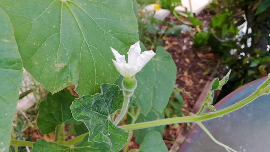 葫芦生长过程，葫芦图片