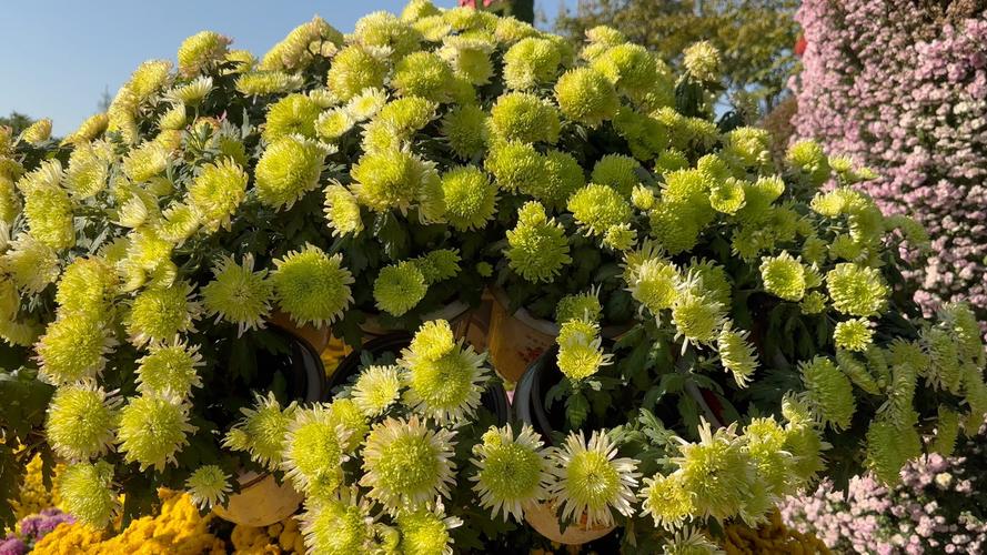 菊花养护要注意什么问题，菊花需要修剪吗