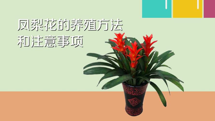 凤梨花不红了怎么办，怎么养才红