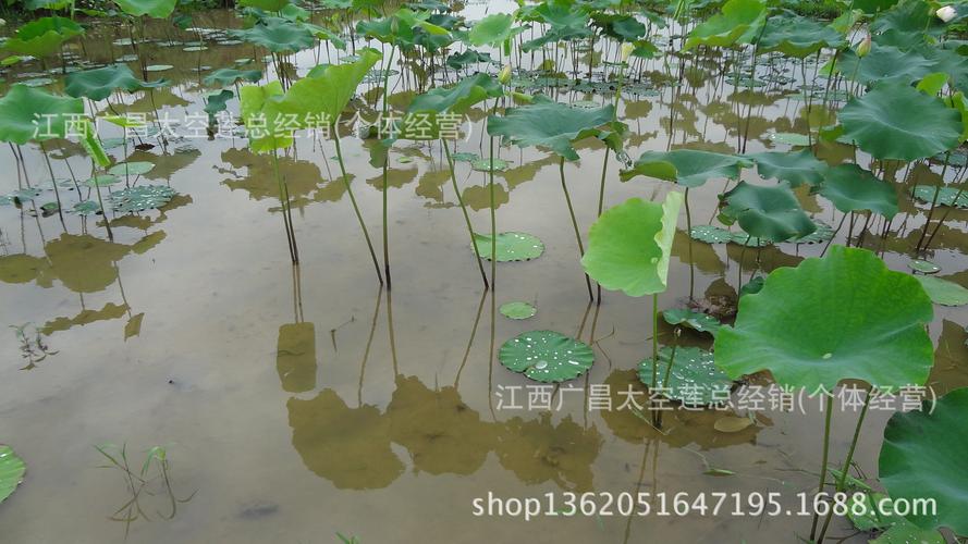 荷花种子的种植方法