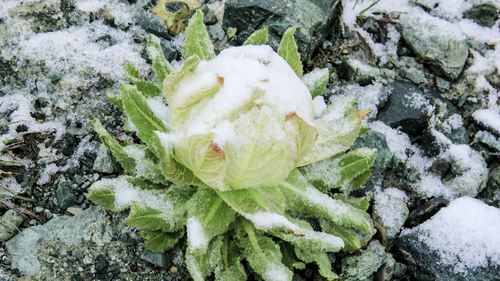 雪莲花图片欣赏