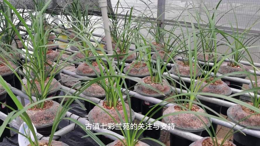 兰花用什么肥可以多开花，自制兰花肥料方法