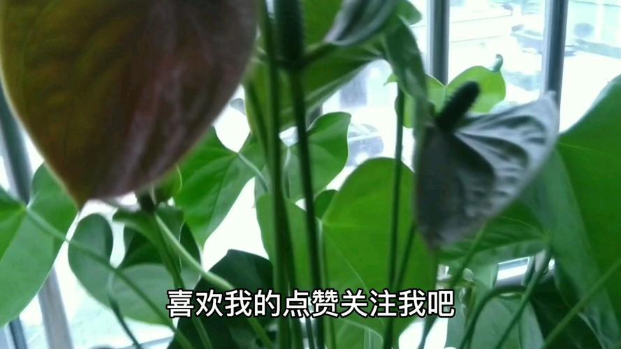 红掌花朵发黑枯萎怎么办