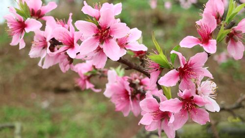 桃花是什么颜色，桃花什么季节开花