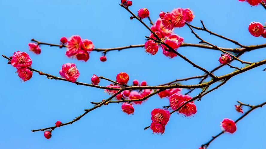 什么时候给梅花换盆，梅花换盆后马上浇水吗