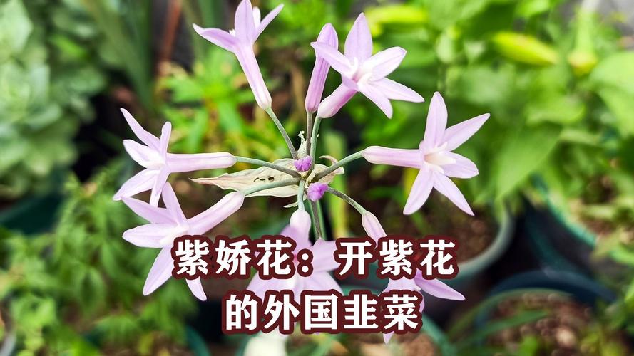 紫娇花如何养