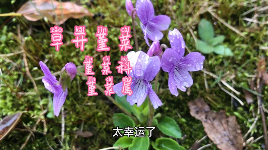 紫花堇菜的养殖方法