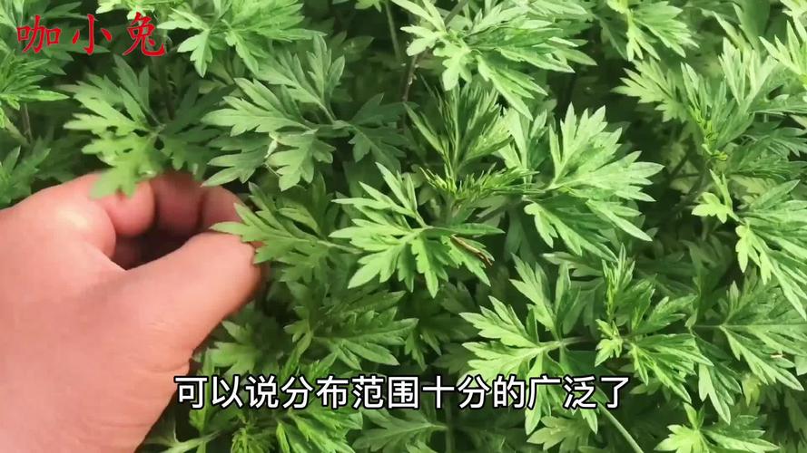 野艾蒿和艾草的区别