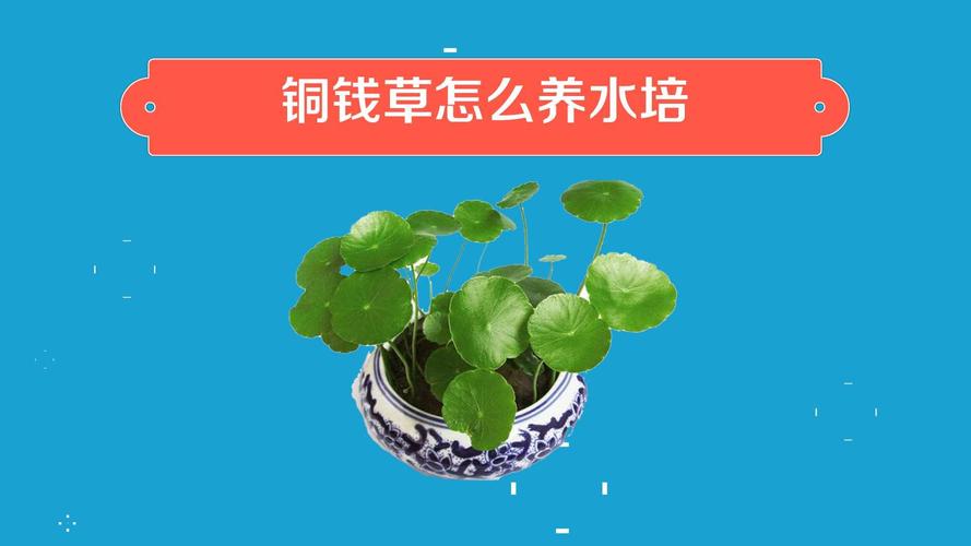 铜钱草能和鱼一起养吗，哪些水培可以和鱼共养