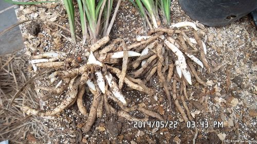 种植兰花怎么配土壤