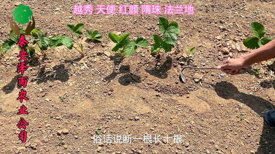 草莓苗怎么种（种植方法详解）