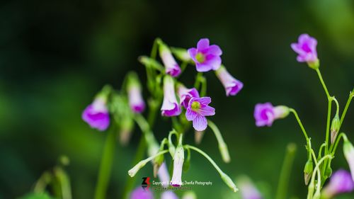 农村最不起眼的花，没人管就能美翻天