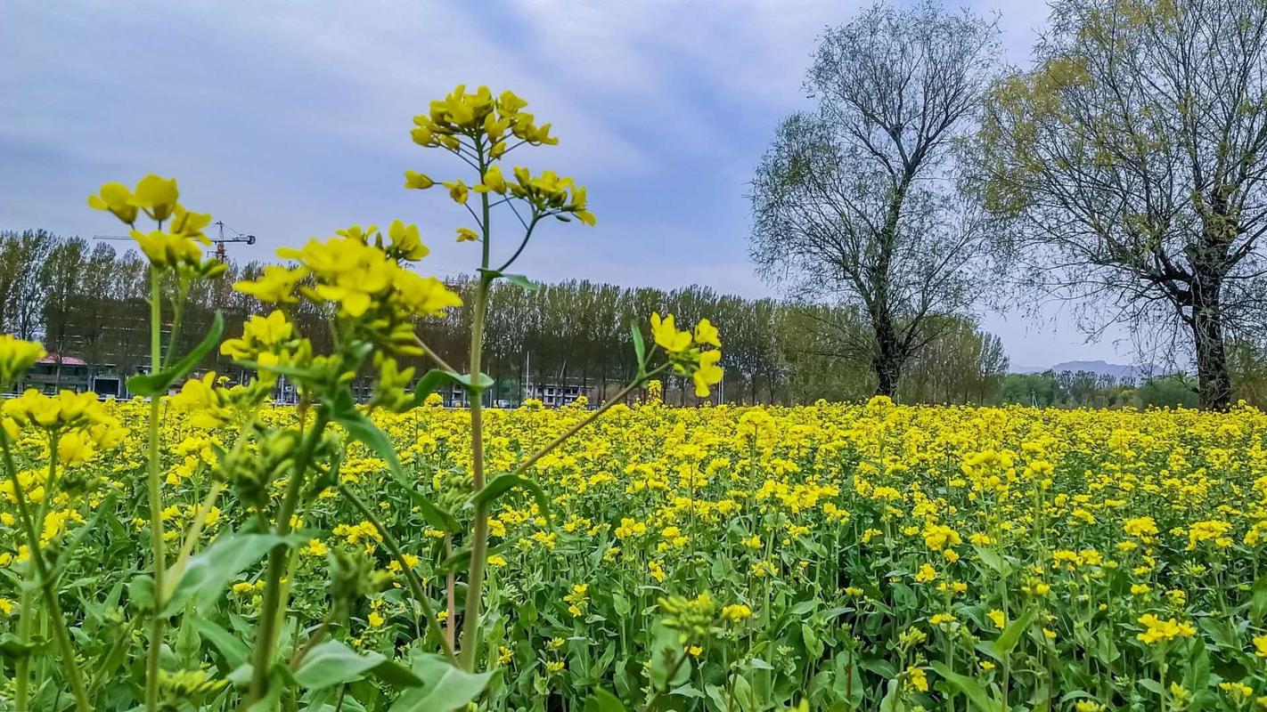 油菜花什么时候种