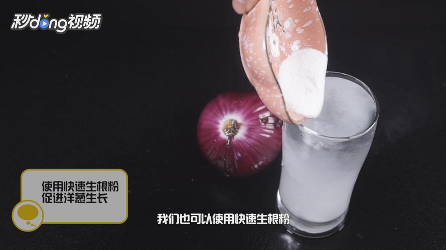 水培洋葱的方法