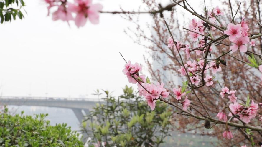 出门踏春，这份赏花大全，一定带着