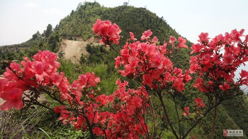 高山杜鹃和杜鹃的区别