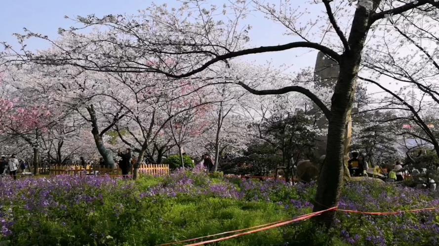 武汉适合养什么花，市花和市树是什么