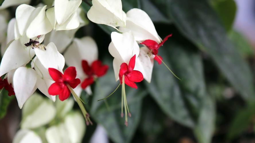 龙吐珠花怎么剪枝繁殖-墨子百科 龙吐珠花怎么剪枝繁殖