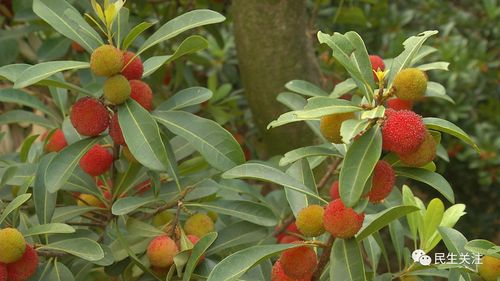 杨梅成熟季节是几月份，如何挑选果实