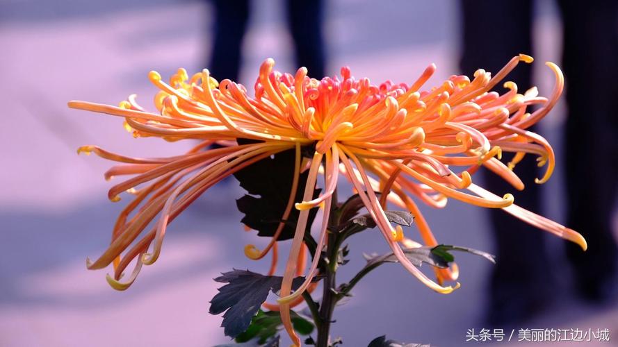 菊花只能活一年吗，菊花一年开花几次