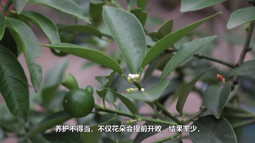 金桔什么时候开花，开花时怎么养？