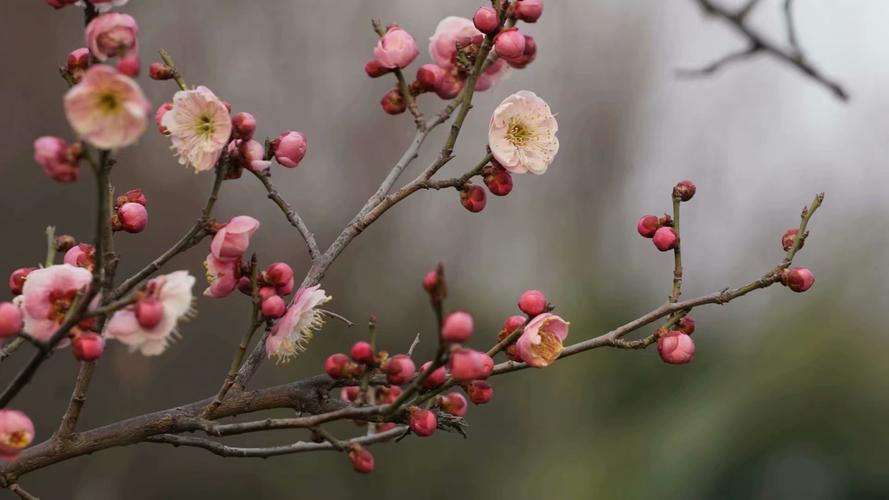 梅花不开花怎么办