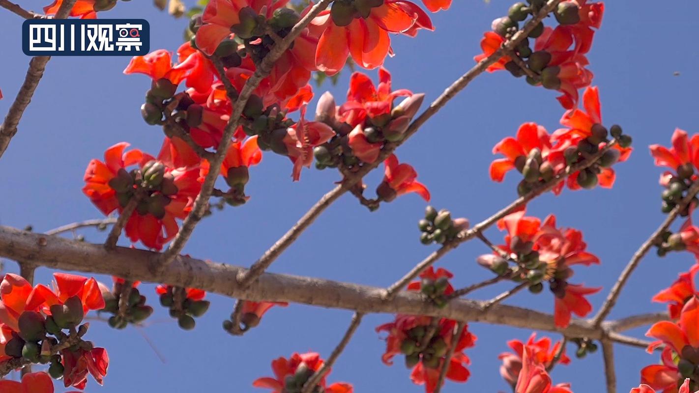 攀枝花适合养什么花，市花和市树是什么