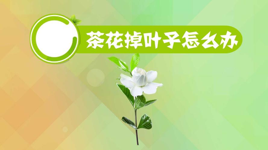 茶花树掉叶子怎么回事