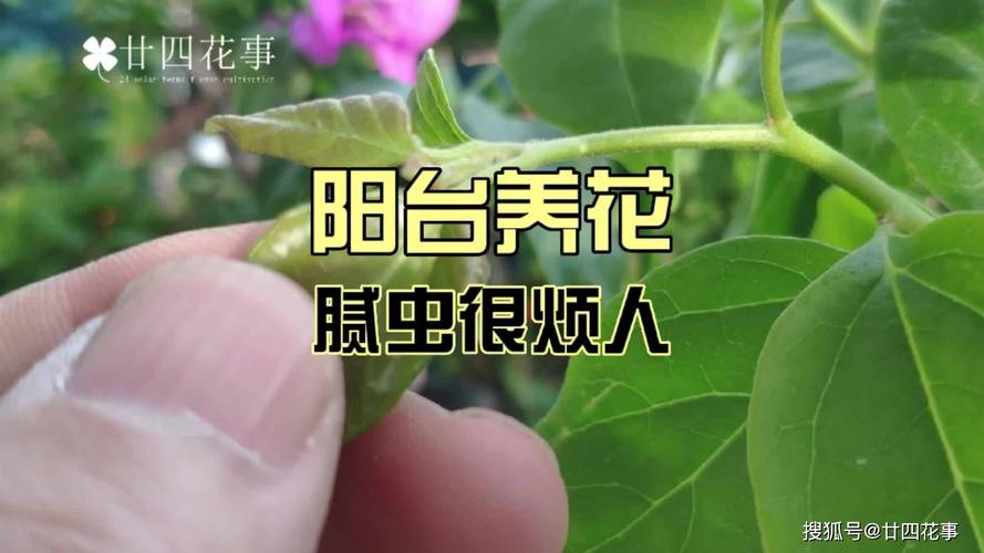 三角梅长蚜虫怎处理