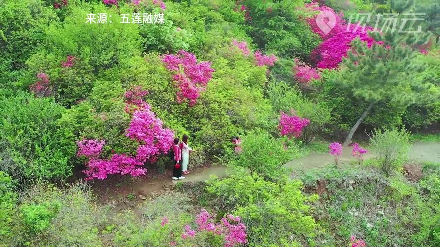 日照适合养什么花，市花和市树是什么