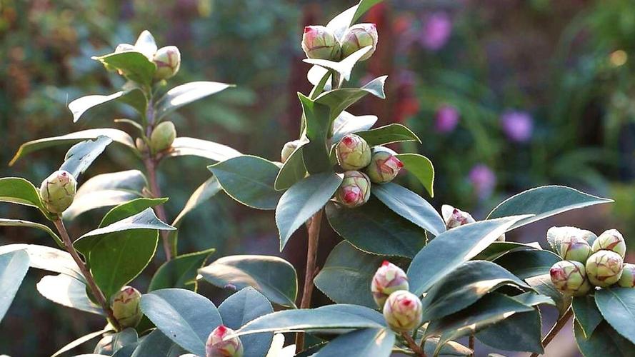 茶花播种到开花的时间，茶花播种时间