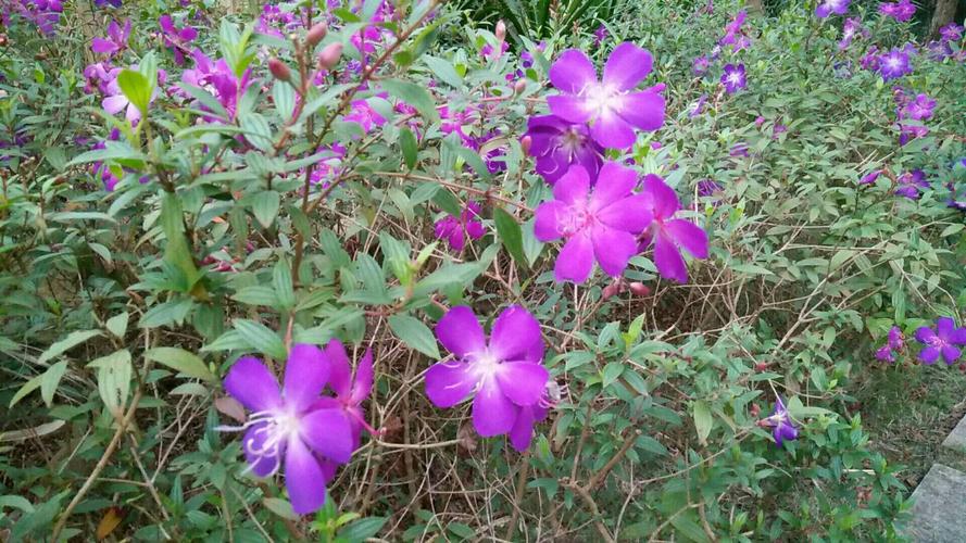 角茎野牡丹和巴西野牡丹的区别