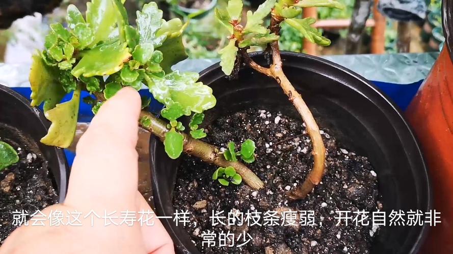 长寿花叶子变软变薄怎么办