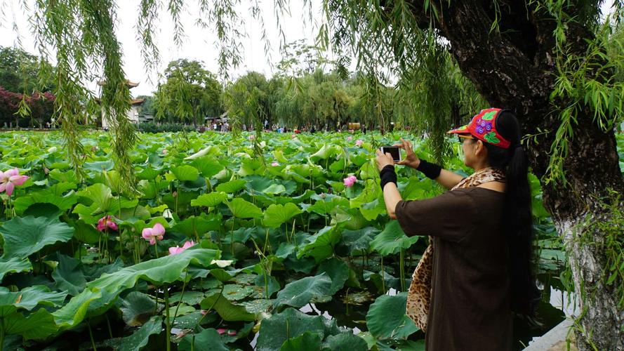 腊梅夏天怎样修剪