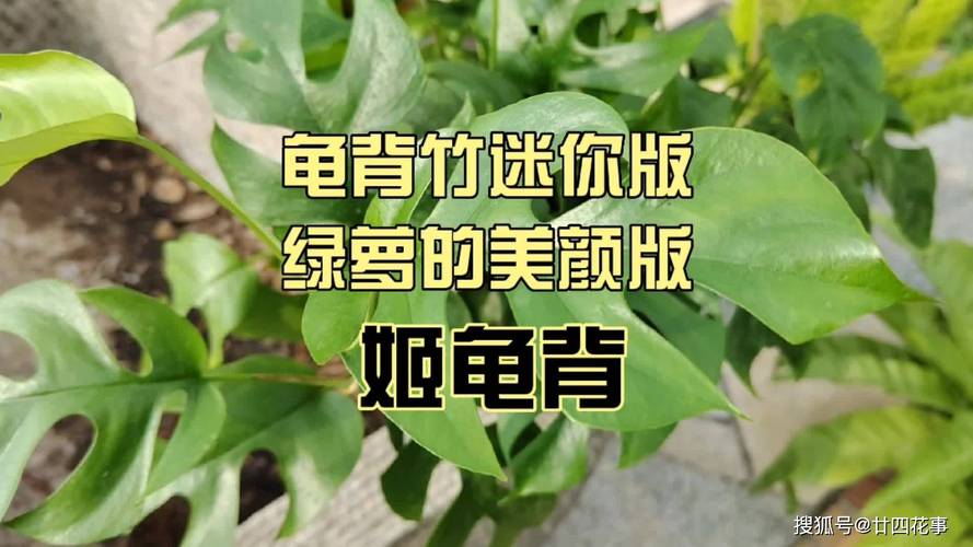 姬龟背怎么养，姬龟背图片