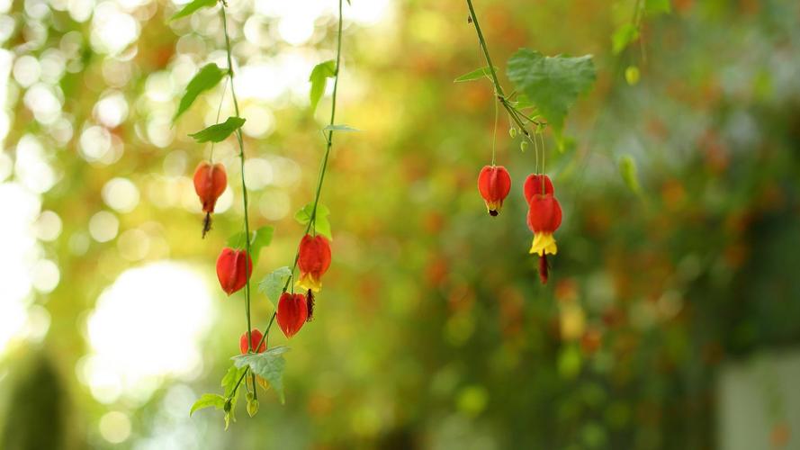 蔓性风铃花怎么浇水