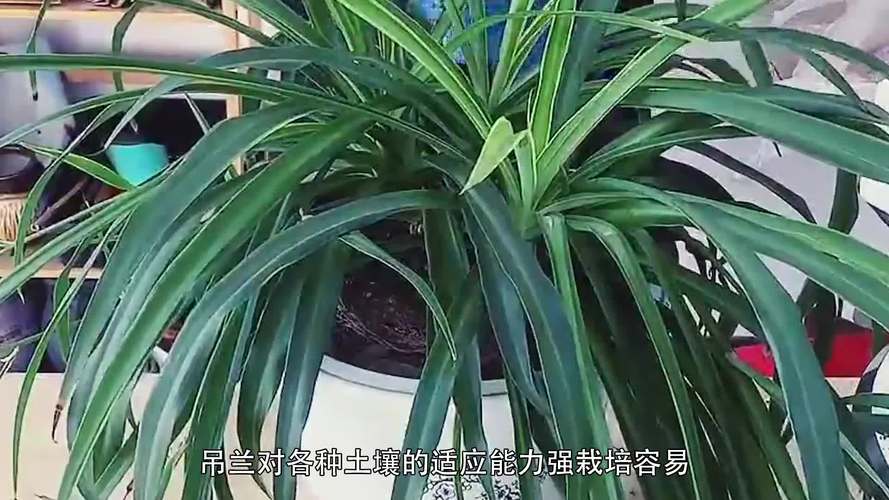 还在养“普通吊兰”？这4种吊兰真特别，尤其是第二种