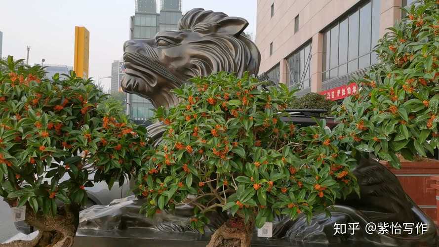 桂花的花语是什么