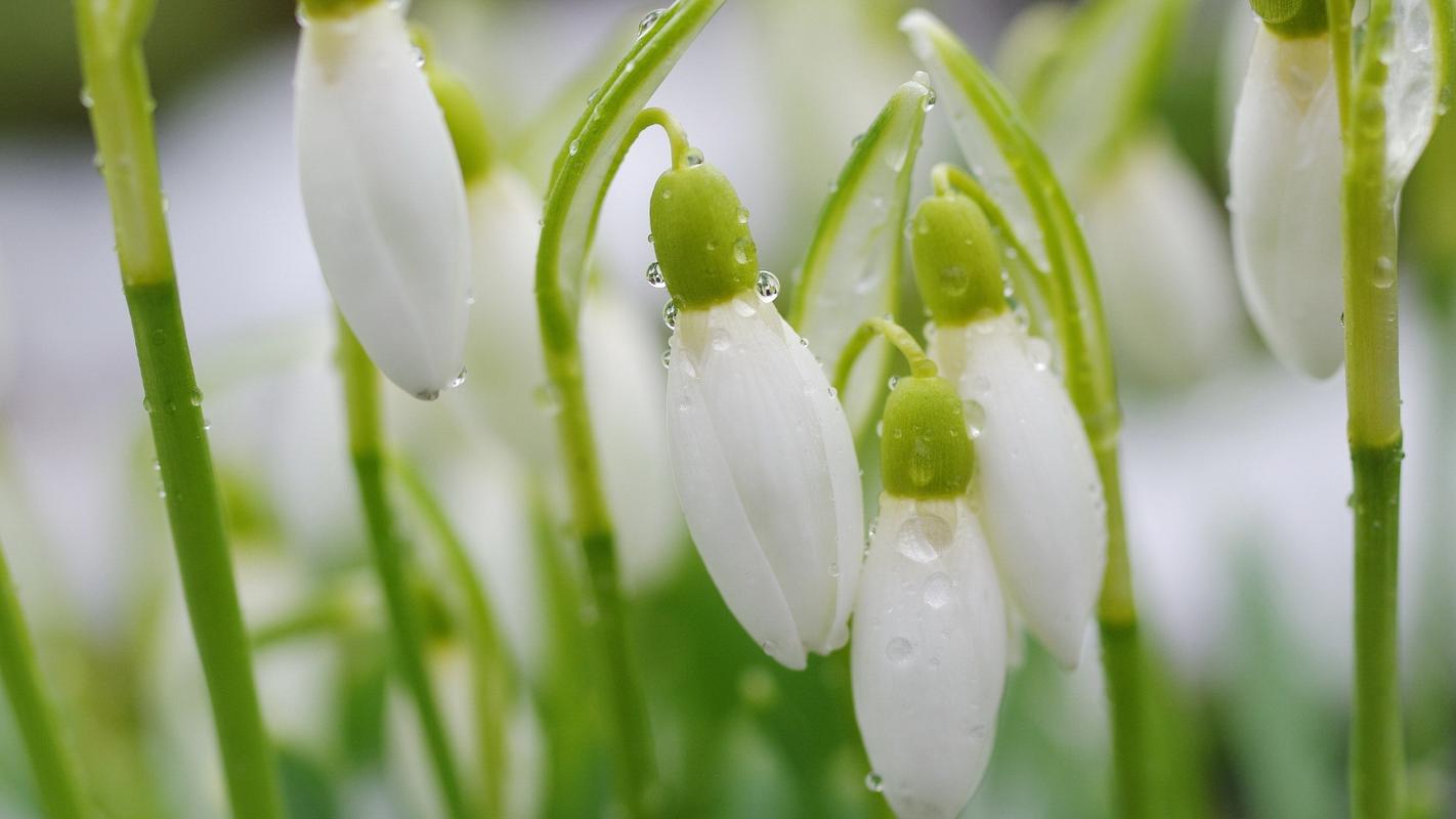 雪滴花的花语和传说