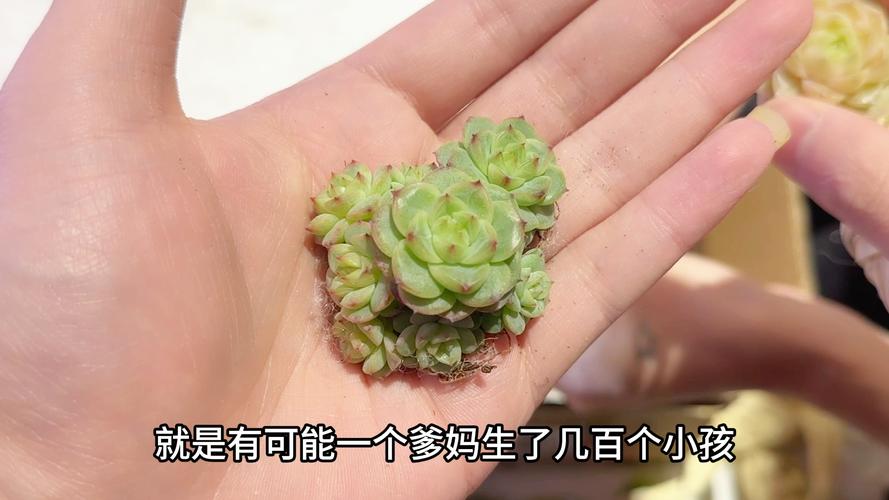 多肉植物雪莲怎么采收种子