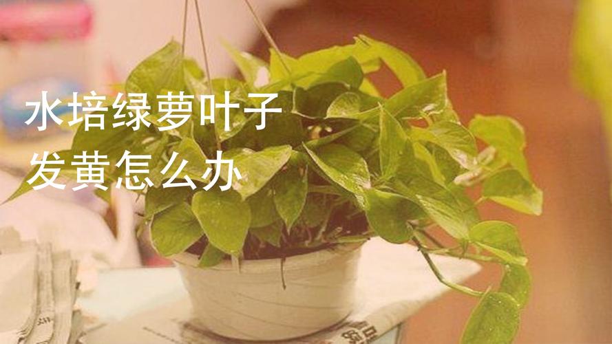 夏季怎么使植株不缺水