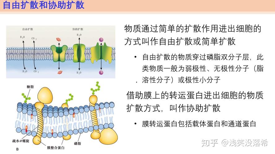 主动运输需要能量吗