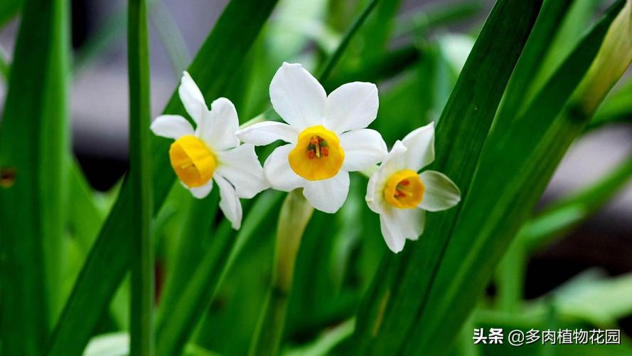 水仙花的花期控制