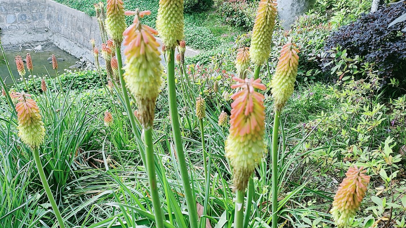 火炬花什么时候开花