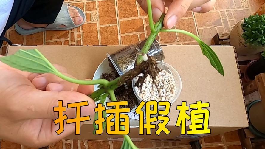 绣球花几月份可以扦插