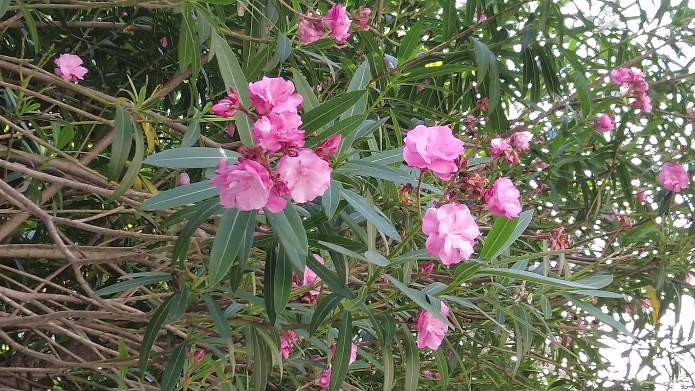 夹竹桃科植物都有毒吗