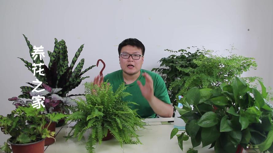 波斯顿蕨的繁殖方法