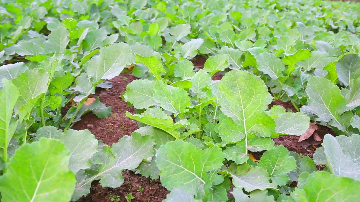 阳台种植油菜的方法