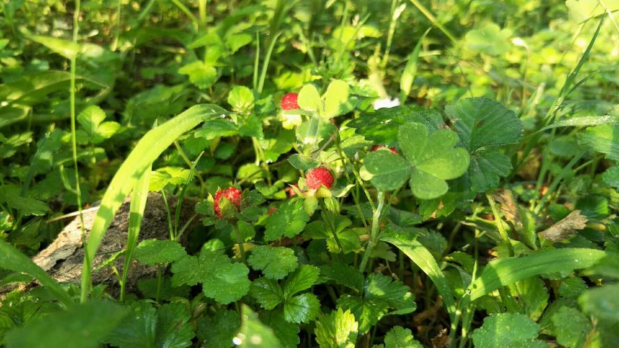 野草莓花的养殖方法